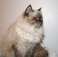 [another picture of Alexandria, a Himalayan tortipoint\ cat] 