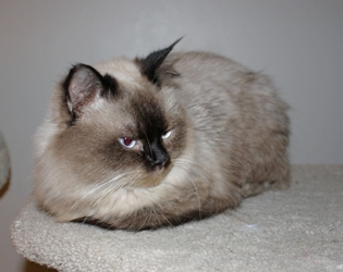 [picture of Alexandria, a Himalayan tortipoint cat]