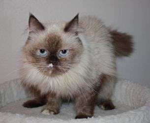 [picture of Alexandria, a Himalayan tortipoint cat]
