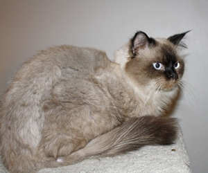 [picture of Alexandria, a Himalayan tortipoint cat]