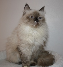 A picture of #NS04082: Alexandria a Himalayan tortipoint