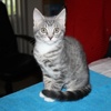 A picture of #NS04083: Little Miss a Domestic Short Hair gray tabby/white