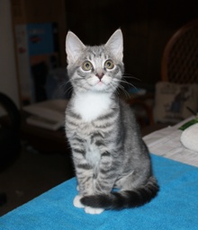 [another picture of Little Miss, a Domestic Short Hair gray tabby/white\ cat] 