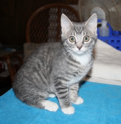 [picture of Little Miss, a Domestic Short Hair gray tabby/white cat]