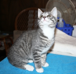 [picture of Little Miss, a Domestic Short Hair gray tabby/white cat]