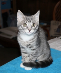 [picture of Little Miss, a Domestic Short Hair gray tabby/white cat]