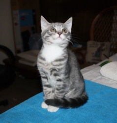 [picture of Little Miss, a Domestic Short Hair gray tabby/white cat]