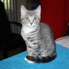 [picture of Little Miss, a Domestic Short Hair gray tabby/white\ cat] 