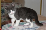 A picture of #NS04084: Tiny Tim a Domestic Short Hair gray/white