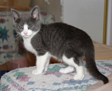 [another picture of Tiny Tim, a Domestic Short Hair gray/white\ cat] 