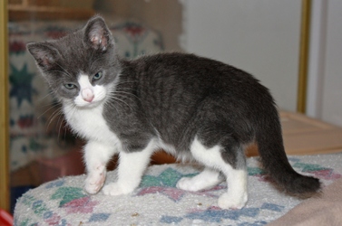 [picture of Tiny Tim, a Domestic Short Hair gray/white cat]