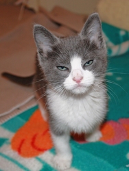 [picture of Tiny Tim, a Domestic Short Hair gray/white cat]