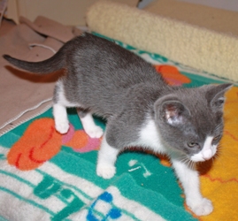 [picture of Tiny Tim, a Domestic Short Hair gray/white cat]