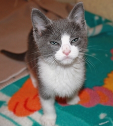 [picture of Tiny Tim, a Domestic Short Hair gray/white cat]