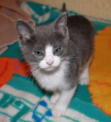 [picture of Tiny Tim, a Domestic Short Hair gray/white\ cat] 