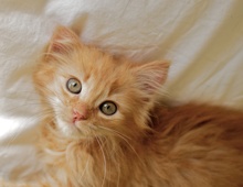 [another picture of Cashew, a Domestic Medium Hair orange tabby\ cat] 