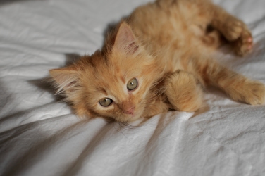 [picture of Cashew, a Domestic Medium Hair orange tabby cat]