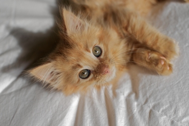 [picture of Cashew, a Domestic Medium Hair orange tabby cat]