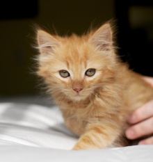 [picture of Cashew, a Domestic Medium Hair orange tabby\ cat] 