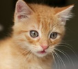 A picture of #NS04086: Pecan a Domestic Short Hair orange tabby