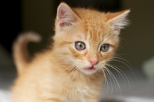 [another picture of Pecan, a Domestic Short Hair orange tabby\ cat] 