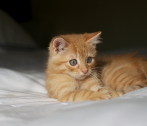 [picture of Pecan, a Domestic Short Hair orange tabby cat]