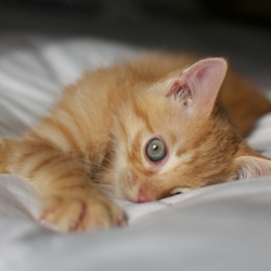 [picture of Pecan, a Domestic Short Hair orange tabby cat]