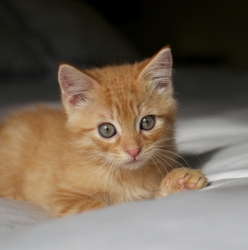 [picture of Pecan, a Domestic Short Hair orange tabby cat]