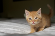 [picture of Pecan, a Domestic Short Hair orange tabby cat]