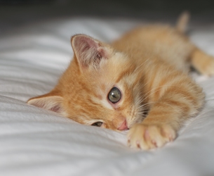 [picture of Pecan, a Domestic Short Hair orange tabby cat]