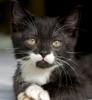 A picture of #NS04087: P'stachio a Domestic Short Hair black/white