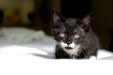 [picture of P'stachio, a Domestic Short Hair black/white cat]