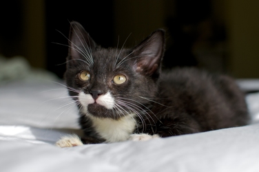 [picture of P'stachio, a Domestic Short Hair black/white cat]