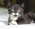 [picture of P'stachio, a Domestic Short Hair black/white cat]