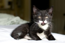 [another picture of P'stachio, a Domestic Short Hair black/white\ cat] 