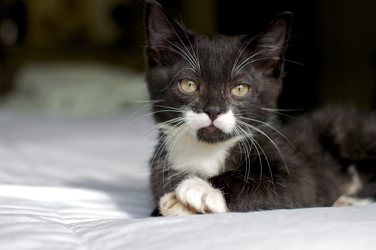 [picture of P'stachio, a Domestic Short Hair black/white cat]