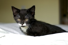 [picture of P'stachio, a Domestic Short Hair black/white cat]