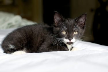 [picture of P'stachio, a Domestic Short Hair black/white cat]