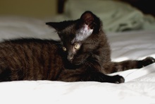 [another picture of Peanut, a Domestic Short Hair black\ cat] 