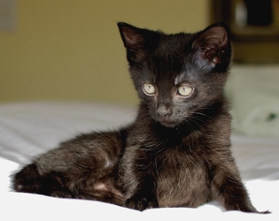 [picture of Peanut, a Domestic Short Hair black cat]