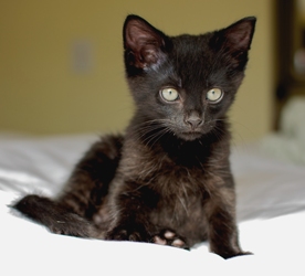 [picture of Peanut, a Domestic Short Hair black cat]