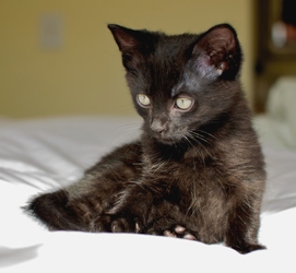 [picture of Peanut, a Domestic Short Hair black cat]