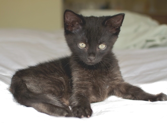 [picture of Peanut, a Domestic Short Hair black cat]