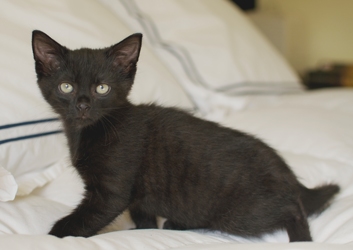 [picture of Peanut, a Domestic Short Hair black cat]