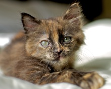 [another picture of Hazelnut, a Domestic Short Hair tortoiseshell\ cat] 