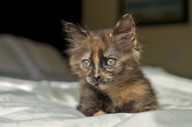 [picture of Hazelnut, a Domestic Short Hair tortoiseshell cat]