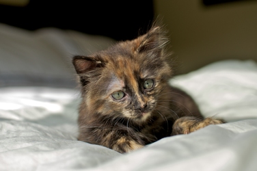 [picture of Hazelnut, a Domestic Short Hair tortoiseshell cat]