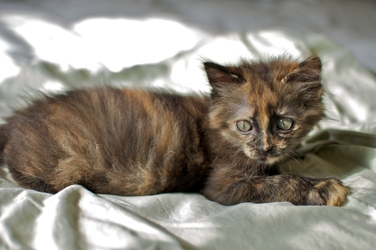 [picture of Hazelnut, a Domestic Short Hair tortoiseshell cat]