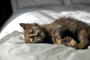 [picture of Hazelnut, a Domestic Short Hair tortoiseshell cat]