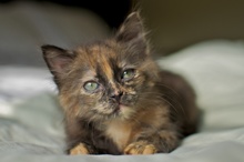 [picture of Hazelnut, a Domestic Short Hair tortoiseshell\ cat] 